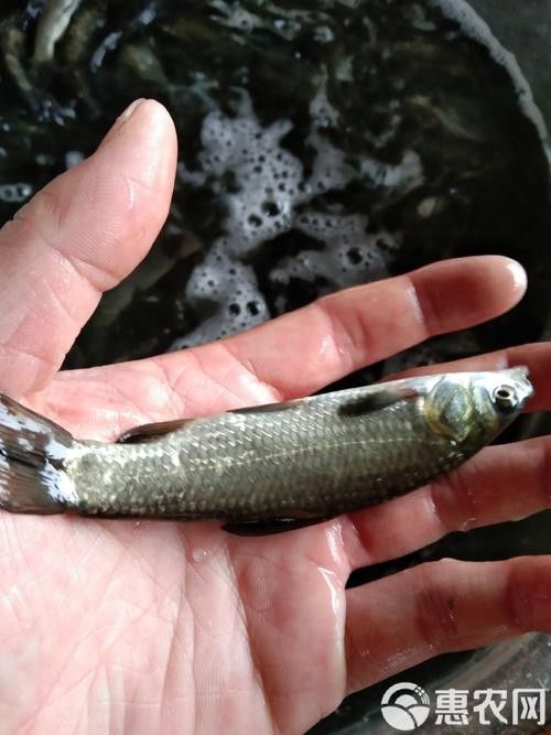 黑鳘魚，黑鳘聽，黑鳘魚的價(jià)格是多少？，黑鳘魚和石斑魚有什么區(qū)別，
