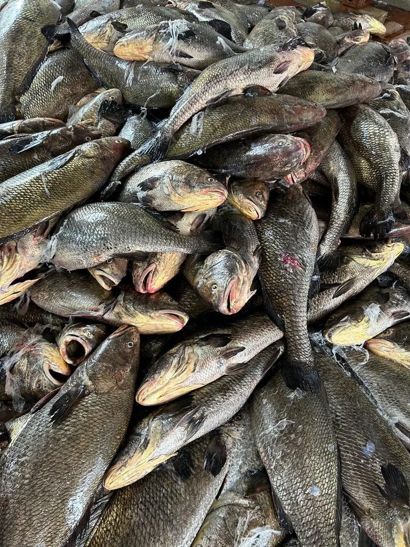 黑鳘魚，黑鳘聽，黑鳘魚的價(jià)格是多少？，黑鳘魚和石斑魚有什么區(qū)別，