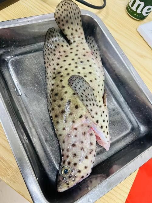 黑鳘魚，黑鳘聽，黑鳘魚的價(jià)格是多少？，黑鳘魚和石斑魚有什么區(qū)別，
