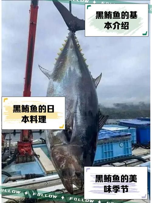 黑鳘魚，黑鳘聽，黑鳘魚的價(jià)格是多少？，黑鳘魚和石斑魚有什么區(qū)別，