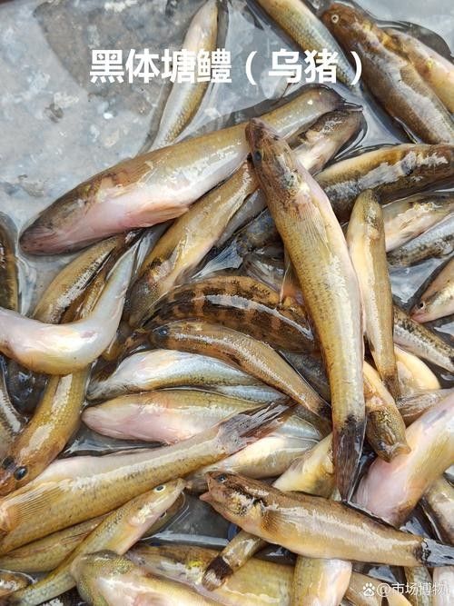 黑鳘魚，黑鳘聽，黑鳘魚的價(jià)格是多少？，黑鳘魚和石斑魚有什么區(qū)別，