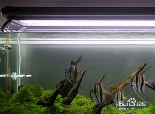 龍魚莫名其妙撞缸怎么回事啊視頻教程（龍魚莫名其妙撞缸怎么回事啊視頻教程下載）