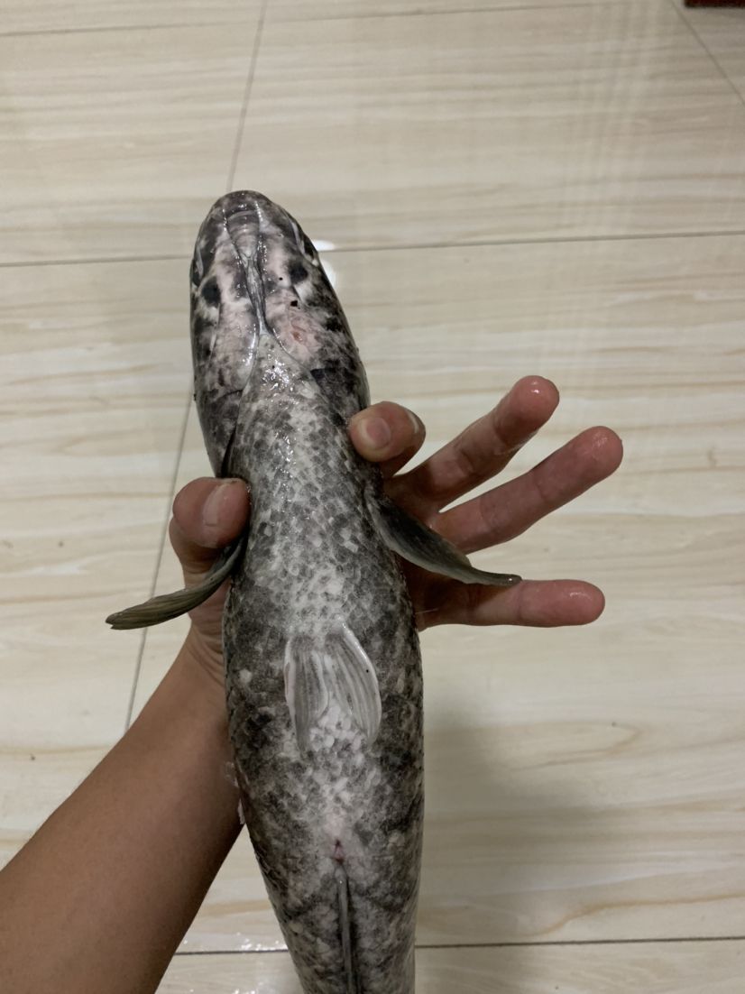 魚群疾病的診斷方法，養(yǎng)雷龍，眼鏡蛇那類魚友有沒有推薦用啥藥哇=謝