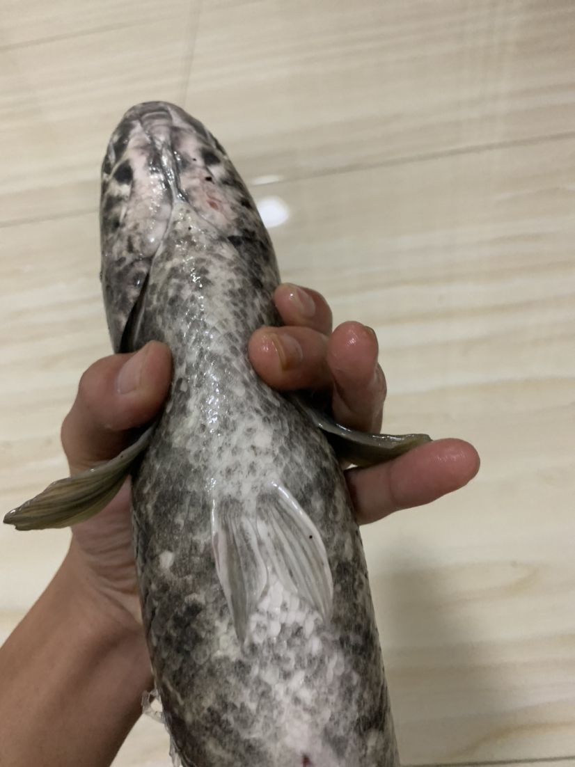 魚群疾病的診斷方法，養(yǎng)雷龍，眼鏡蛇那類魚友有沒有推薦用啥藥哇=謝