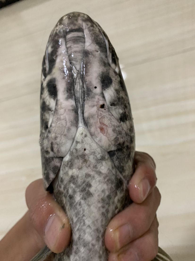 魚群疾病的診斷方法，養(yǎng)雷龍，眼鏡蛇那類魚友有沒有推薦用啥藥哇=謝