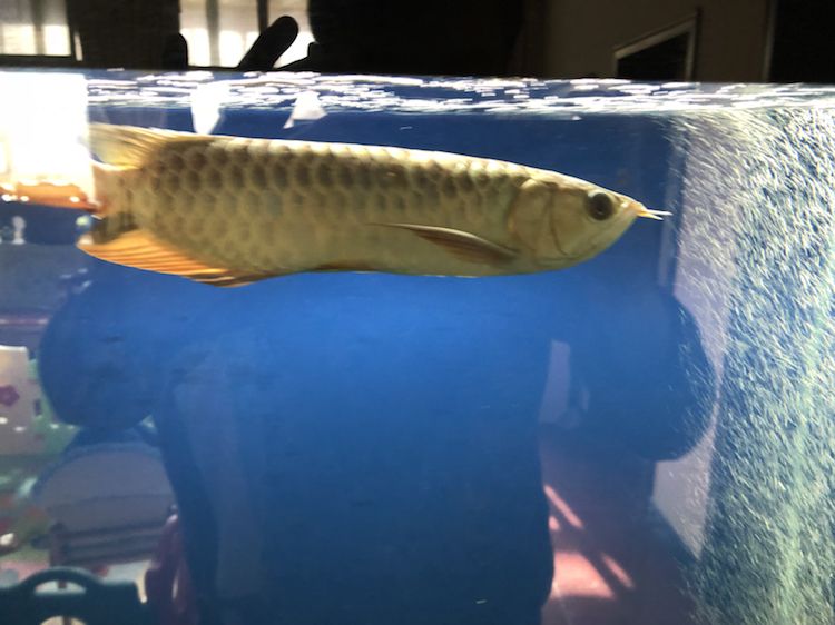 前輩指導的重要性與實踐，=祥龍水族聯盟魚友評論：保持食欲才能長胖