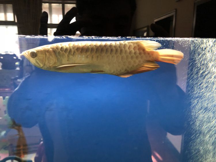 前輩指導的重要性與實踐，=祥龍水族聯盟魚友評論：保持食欲才能長胖