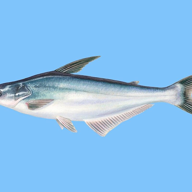 龍利魚和巴沙魚的區別，板魚巴沙魚與巴沙魚哪個營養價值更高專家現場分析講解