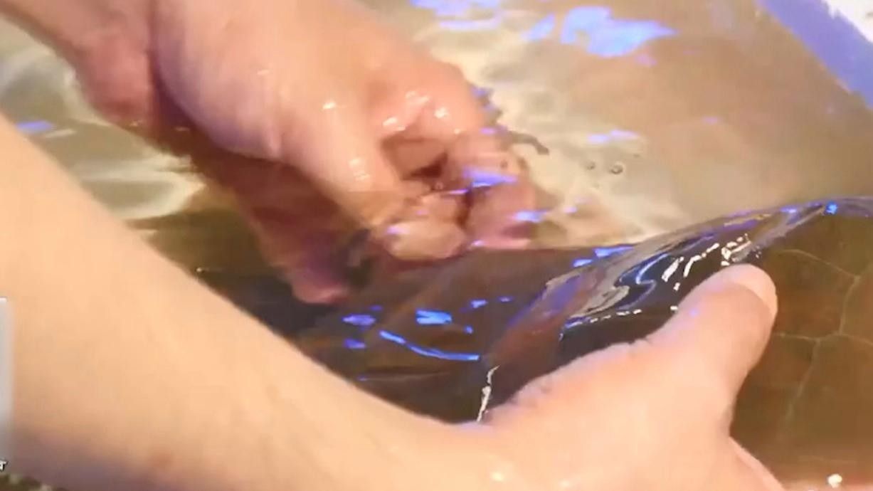 龍利魚和巴沙魚的區別，板魚巴沙魚與巴沙魚哪個營養價值更高專家現場分析講解
