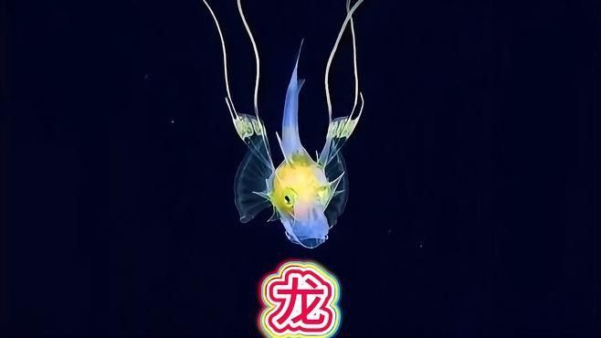 這是我見過最像龍的海洋生物，裝甲魴幼魚科普小百科，燈科魚中的“小龍魚”有哪些品種適合初學者飼養