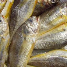 火龍魚可以和什么魚混養一起養殖，火龍魚可以和什么魚混養一起養殖呢，火龍魚可以和什么魚混養一起養殖