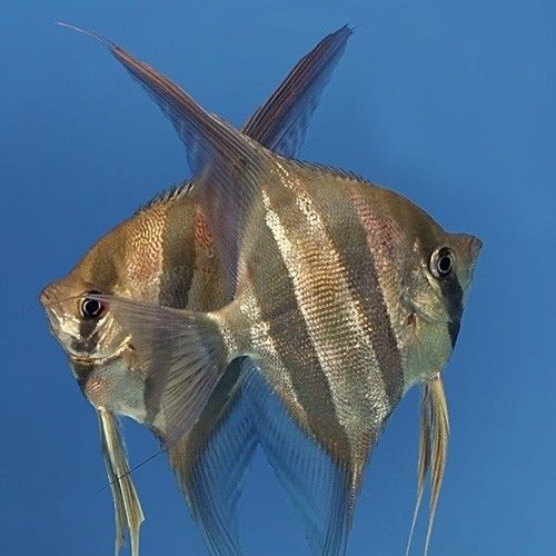 野生埃及神仙魚與人工養(yǎng)殖的區(qū)別，埃及神仙魚與野生埃及神仙魚的區(qū)別