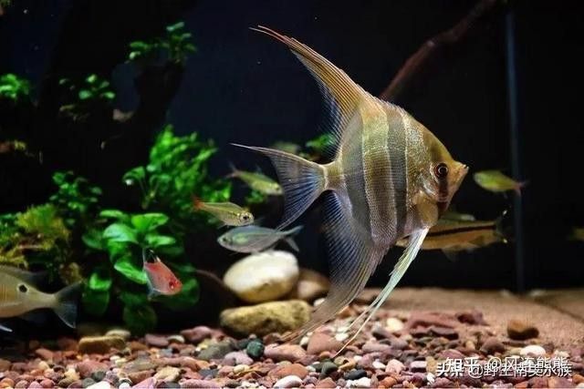 野生埃及神仙魚與人工養(yǎng)殖的區(qū)別，埃及神仙魚與野生埃及神仙魚的區(qū)別