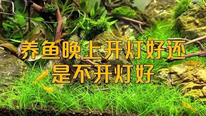龍魚(yú)不開(kāi)燈是好事還是壞事，龍魚(yú)不開(kāi)燈對(duì)魚(yú)有影響嗎，魚(yú)不開(kāi)燈是好事還是壞事