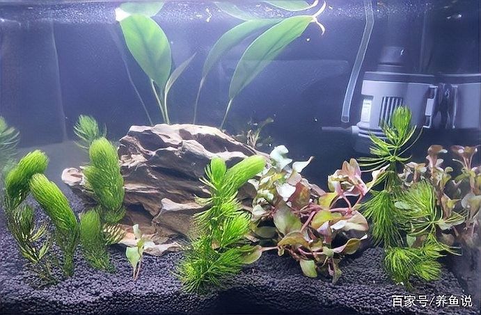 龍魚(yú)不開(kāi)燈是好事還是壞事，龍魚(yú)不開(kāi)燈對(duì)魚(yú)有影響嗎，魚(yú)不開(kāi)燈是好事還是壞事