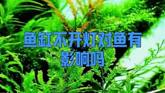 龍魚(yú)不開(kāi)燈是好事還是壞事，龍魚(yú)不開(kāi)燈對(duì)魚(yú)有影響嗎，魚(yú)不開(kāi)燈是好事還是壞事