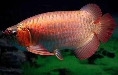 龍魚(yú)為何能拍出百萬(wàn)高價(jià)揭秘其珍貴背后的原因，中國(guó)最貴紅龍魚(yú)7000萬(wàn)課課飛飛廣州龍魚(yú)7000萬(wàn)課課飛飛