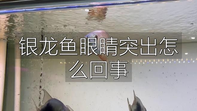 龍魚蒙眼病的成因與治療方法點開看細節，銀龍魚眼睛有白膜是什么原因及治療方法全民小視頻