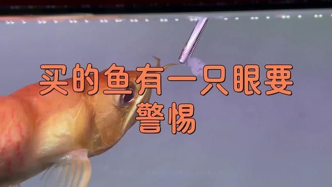 龍魚蒙眼病的成因與治療方法點開看細節，銀龍魚眼睛有白膜是什么原因及治療方法全民小視頻