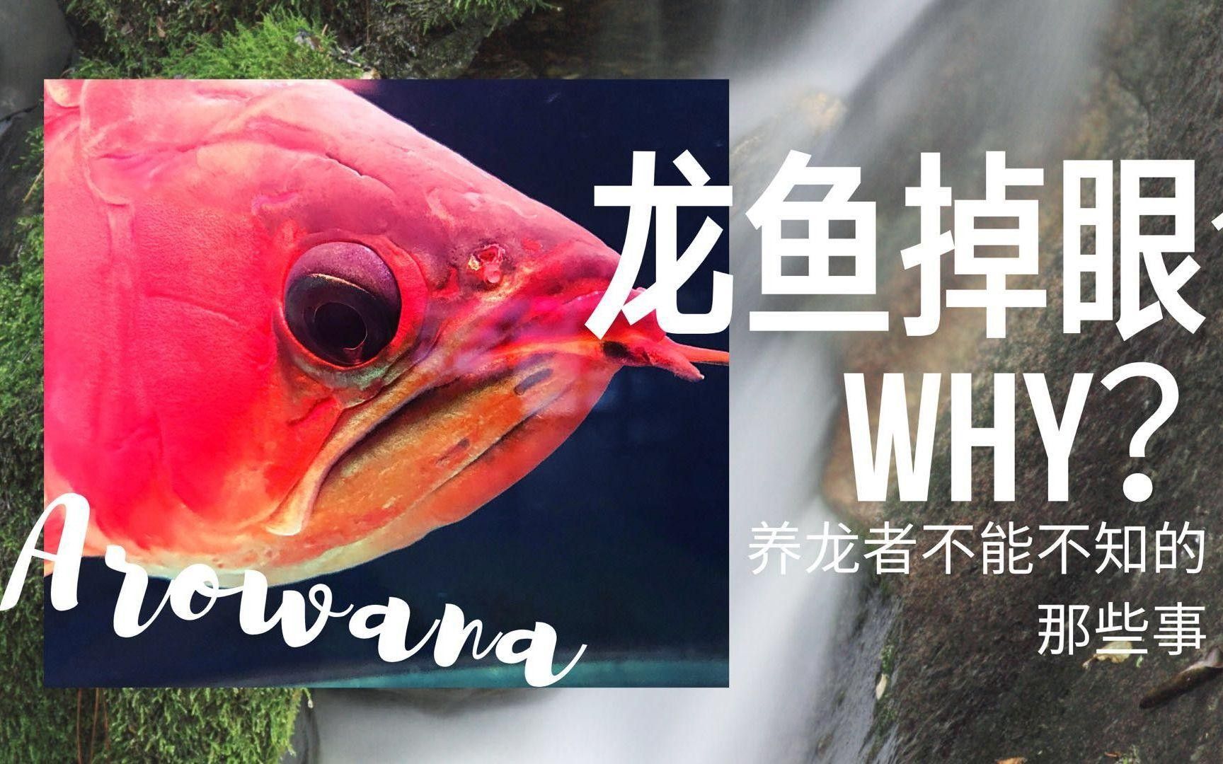 龍魚蒙眼病的成因與治療方法點開看細節，銀龍魚眼睛有白膜是什么原因及治療方法全民小視頻