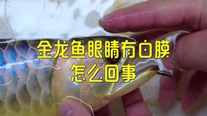龍魚蒙眼病的成因與治療方法點開看細節，銀龍魚眼睛有白膜是什么原因及治療方法全民小視頻