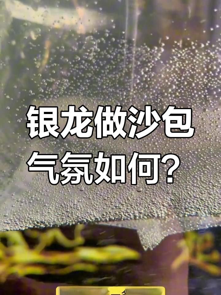 金龍魚和銀龍魚可以混養嗎滬上漫游醬金龍魚和銀龍魚哪個好養嗎，金龍和銀龍可以混養嗎