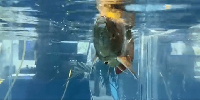 江門龍魚批發(fā)市場經(jīng)營時間是多久江門龍魚批發(fā)市場經(jīng)營時間是多久，江門龍魚批發(fā)市場價格