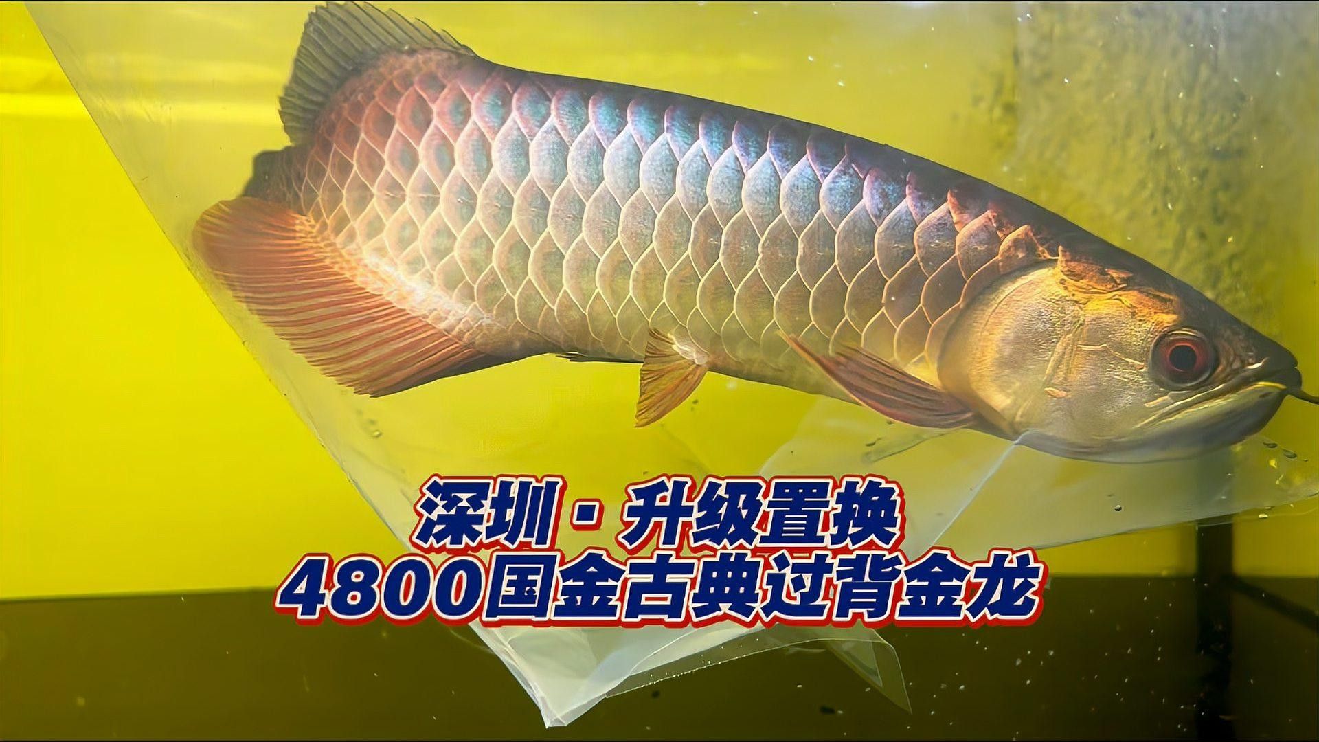 金龍魚在深圳有哪些門店，深圳金龍魚在深圳有哪些門店