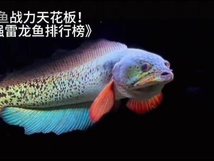 黃金夢幻雷龍魚是雜牌子嗎黃金夢幻雷龍魚是雜牌子嗎，黃金夢幻雷龍魚是否屬于雜牌子