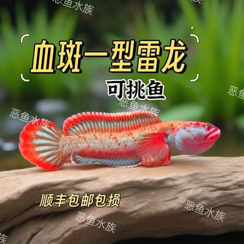 黃金夢幻雷龍魚是雜牌子嗎黃金夢幻雷龍魚是雜牌子嗎，黃金夢幻雷龍魚是否屬于雜牌子