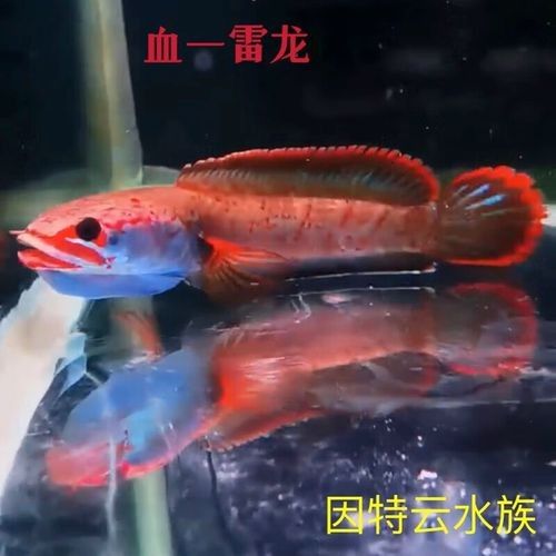 黃金夢幻雷龍魚是雜牌子嗎黃金夢幻雷龍魚是雜牌子嗎，黃金夢幻雷龍魚是否屬于雜牌子