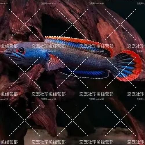 黃金夢幻雷龍魚是雜牌子嗎黃金夢幻雷龍魚是雜牌子嗎，黃金夢幻雷龍魚是否屬于雜牌子