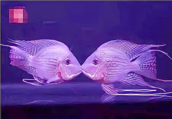 元寶鳳凰魚的價格是多少？，“鳳凰”3和“袁寶”2的獨立詞條，您可以通過鏈接查看相關(guān)詞條