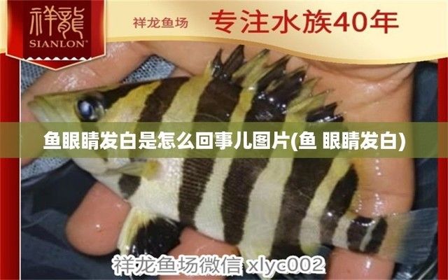 詳細閱讀:<strong><mark>河南</mark></strong>省開封觀賞魚店觀賞魚店詳細地址:<strong><mark>河南</mark></strong>省開封觀賞魚店,開封觀賞魚店 <strong><mark>河南</mark></strong>省開封觀賞魚店觀賞魚店詳細地址:<strong><mark>河南</mark></strong>省開封觀賞魚店,開封觀賞魚店