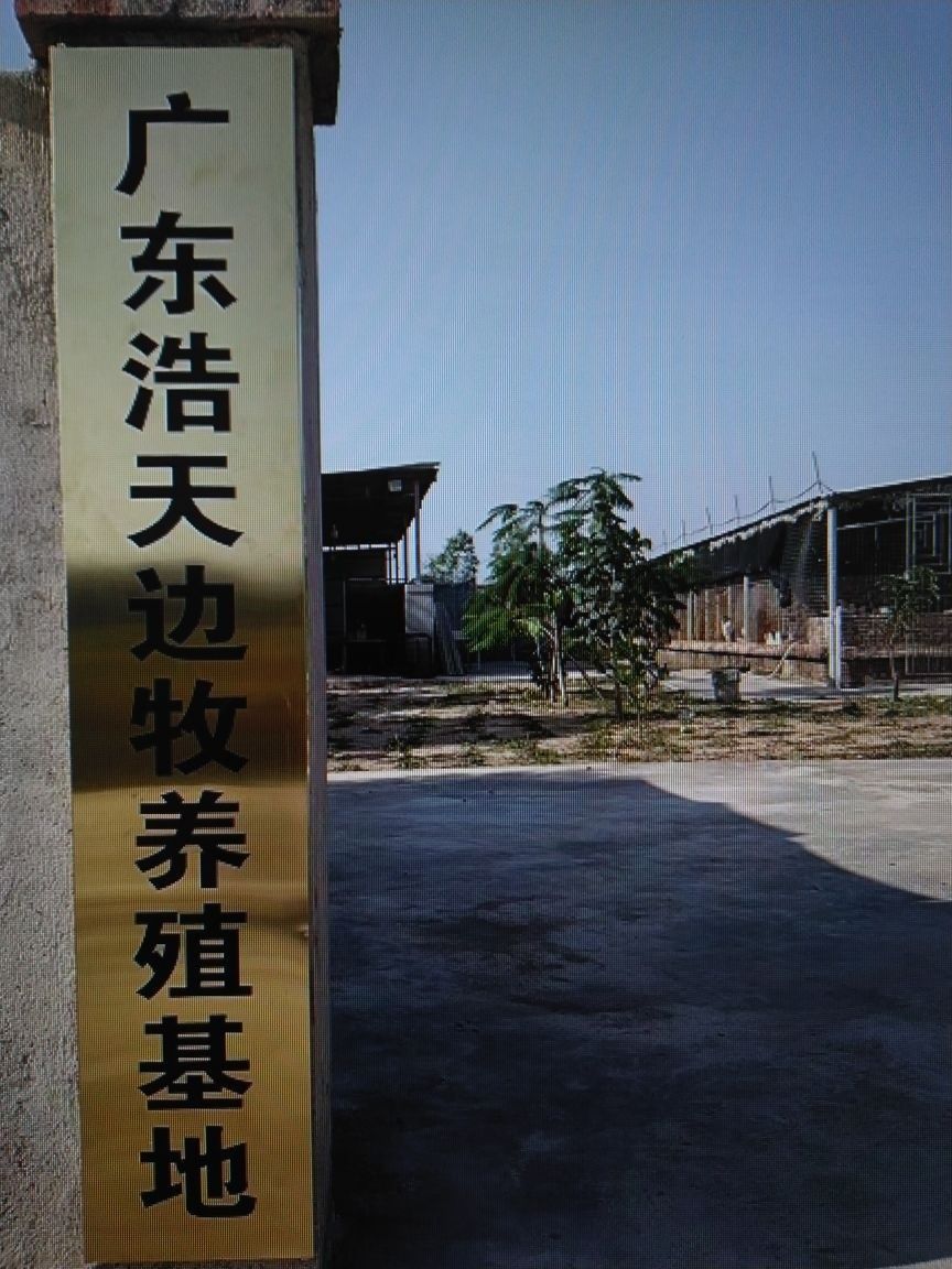廣東吳川龍魚的養殖技術，吳川龍魚養殖技術