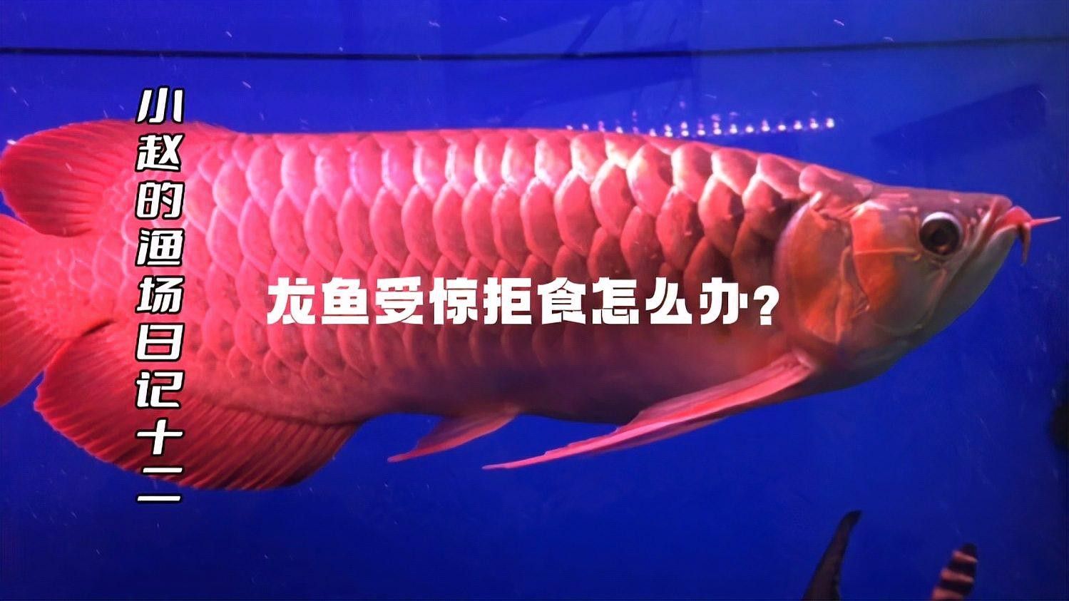 龍魚受驚不吃食怎么辦老趙的賣車日記5個(gè)解決方法，紅龍魚受驚不吃東西怎么辦