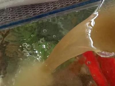 航空母艦發情，在探討航空母艦的“發情”現象時，我們需要明確，公魚發情好幾天了，但是母魚不配合，呆一會就游走？