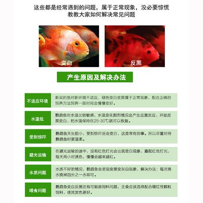 恐龍魚幼崽長大需要多長時間，恐龍魚幼崽的飼養條件是什么，恐龍魚幼崽一只多少錢