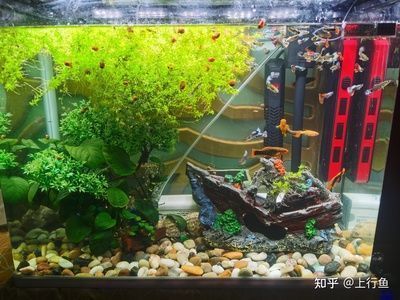 龍魚和粗線魚混養好嗎，，龍魚和粗線魚混養好嗎