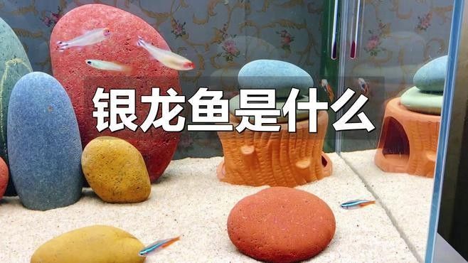 龍魚百科：銀龍魚的養殖方法，揭秘銀龍魚養殖背后的創業創業藍海與財富密碼加盟星聽