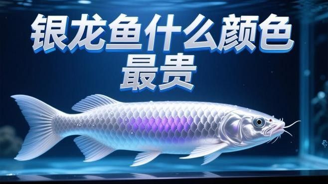 龍魚百科：銀龍魚的養殖方法，揭秘銀龍魚養殖背后的創業創業藍海與財富密碼加盟星聽
