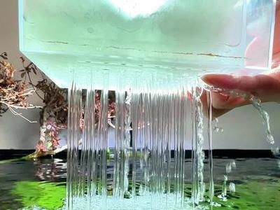 魚缸養幾條清道夫好，，怎么養好魚缸清道夫