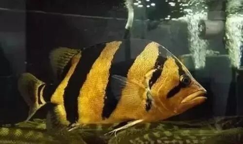 魚之樂，虎魚的3種常見疾病養魚大全，虎斑恐龍魚的3種常見疾病