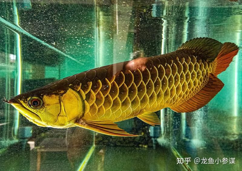 龍魚過背是什么意思，jk工坊揭曉龍魚鱗片中隱藏的秘密金龍魚過背你知道嗎