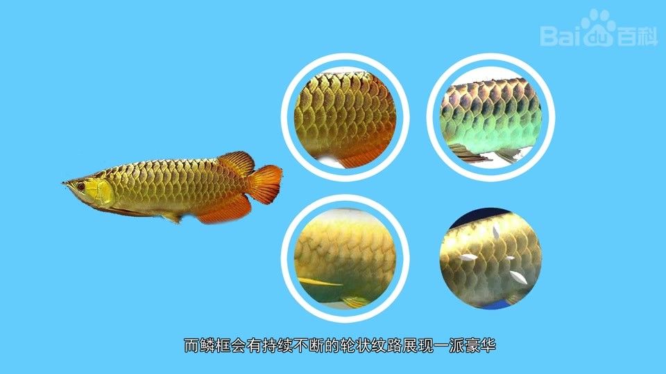 龍魚過背是什么意思，jk工坊揭曉龍魚鱗片中隱藏的秘密金龍魚過背你知道嗎