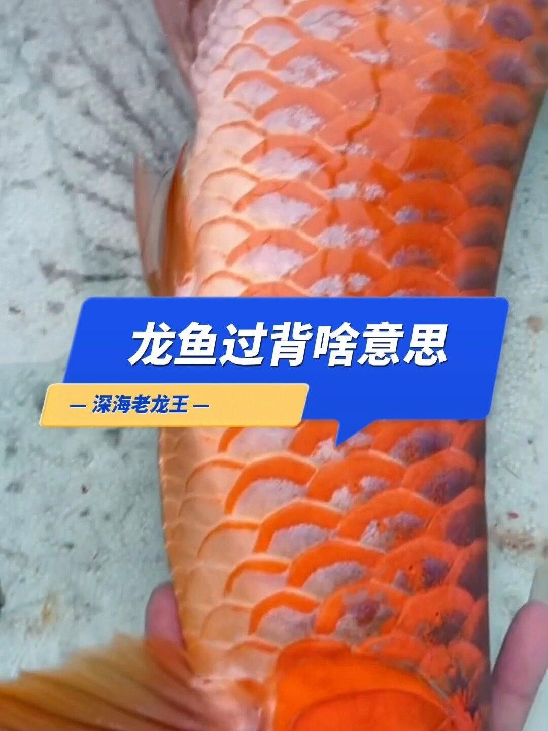 龍魚過背是什么意思，jk工坊揭曉龍魚鱗片中隱藏的秘密金龍魚過背你知道嗎