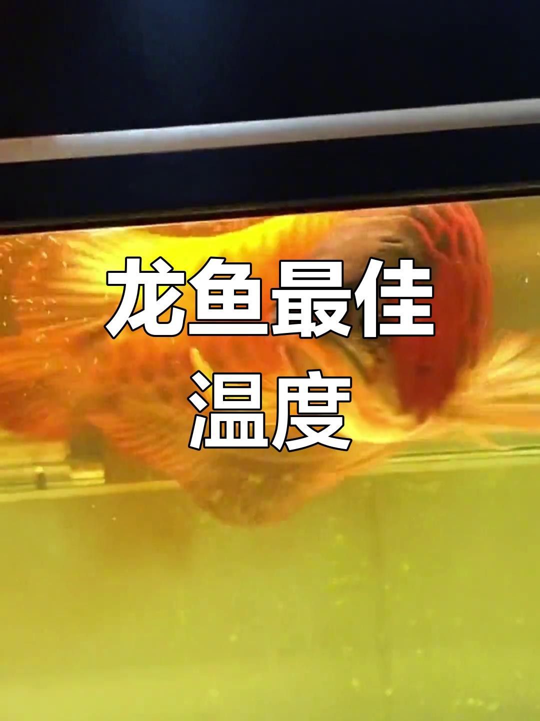 宜秀龍魚的生態(tài)養(yǎng)殖技術(shù)，宜秀龍魚生態(tài)養(yǎng)殖模式（白澤湖鄉(xiāng)大楓社區(qū):“一水雙用”魚蝦歡