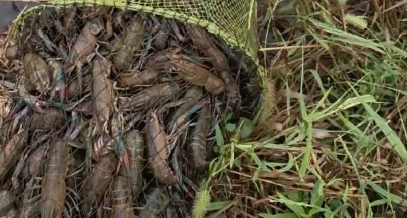 宜秀龍魚的生態(tài)養(yǎng)殖技術(shù)，宜秀龍魚生態(tài)養(yǎng)殖模式（白澤湖鄉(xiāng)大楓社區(qū):“一水雙用”魚蝦歡