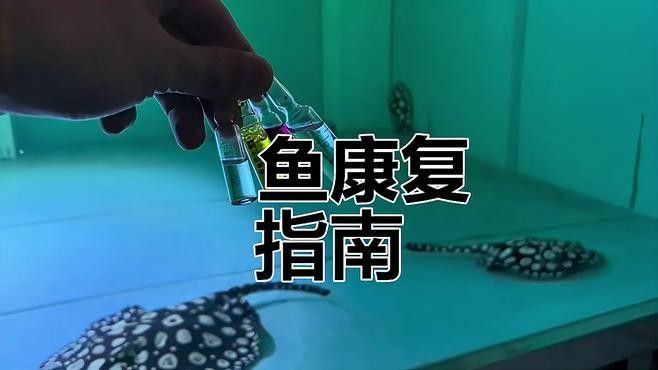 魟魚的常見疾病及治療要點，魟魚在養殖過程中可能遇到多種疾病及其防治要點