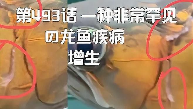 龍魚和魟魚常見疾病的病因、癥狀及治療方法全解析，魚和魟魚常見疾病的病因、癥狀及治療方法全解析